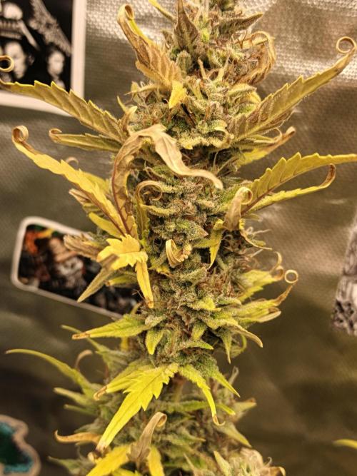 Big Bud Auto (Herbies seeds) Indoor. Week 9