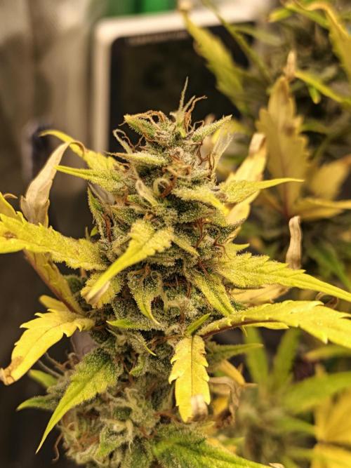 Big Bud Auto (Herbies seeds) Indoor. Week 9