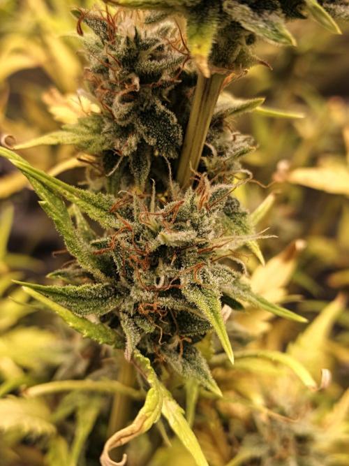 Big Bud Auto (Herbies seeds) Indoor. Week 9