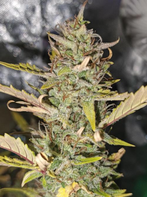 Big Bud Auto (Herbies seeds) Indoor. Week 9