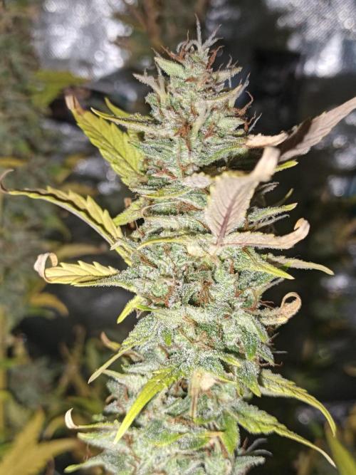 Big Bud Auto (Herbies seeds) Indoor. Week 9