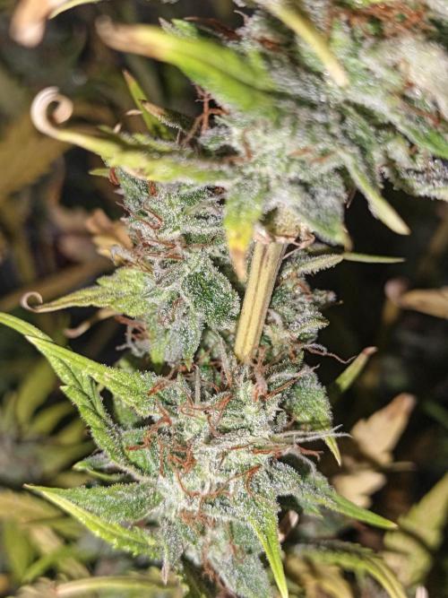 Big Bud Auto (Herbies seeds) Indoor. Week 9