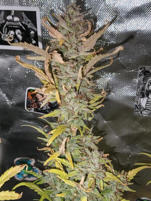 Big Bud Auto (Herbies seeds) Indoor. Week 9