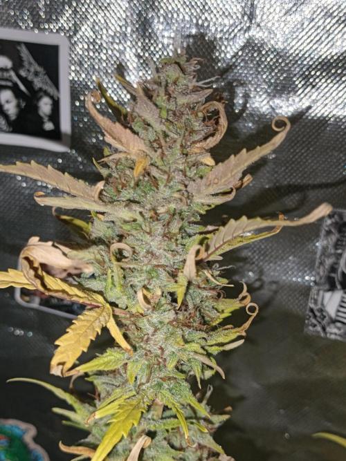 Big Bud Auto (Herbies seeds) Indoor. Week 9