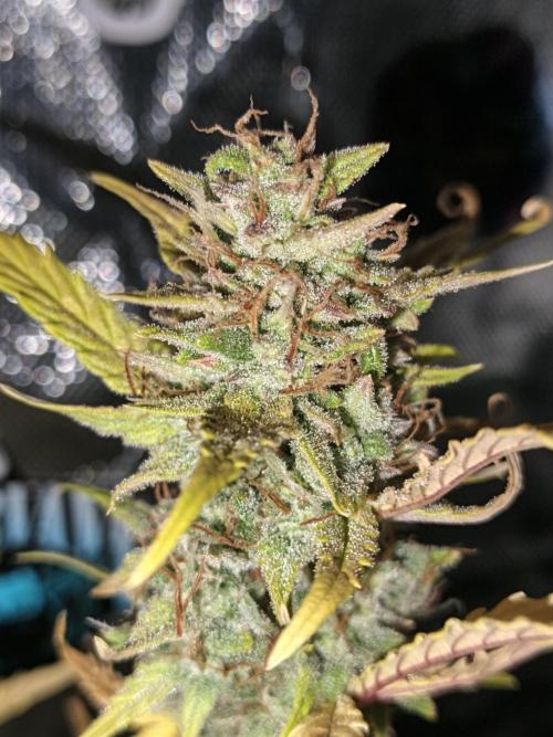 Big Bud Auto (Herbies seeds) Indoor. Week 9