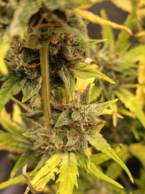 Big Bud Auto (Herbies seeds) Indoor. Week 9