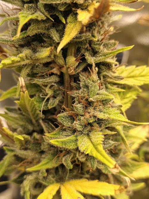 Big Bud Auto (Herbies seeds) Indoor. Week 9