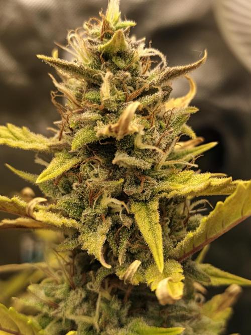 Big Bud Auto (Herbies seeds) Indoor. Week 9