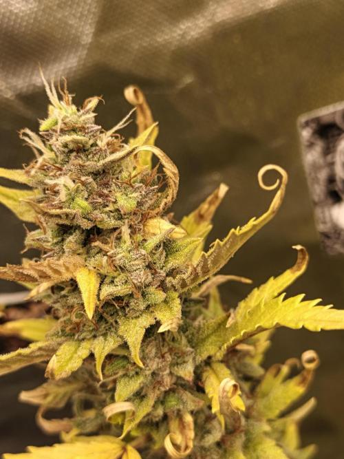 Big Bud Auto (Herbies seeds) Indoor. Week 9