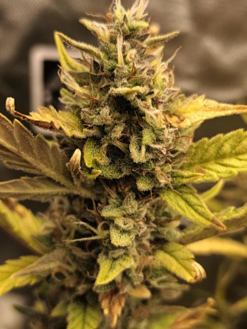 Big Bud Auto (Herbies seeds) Indoor. Week 9