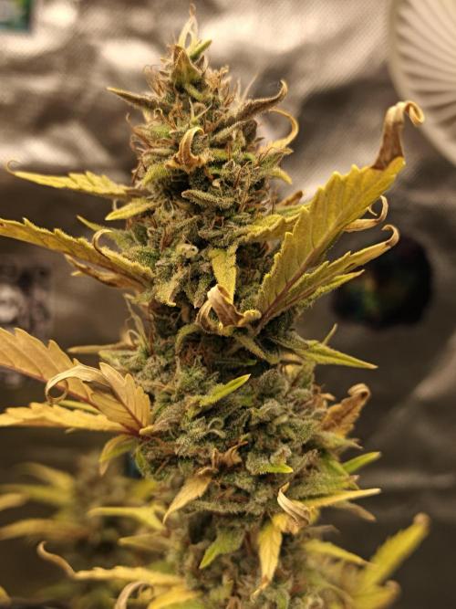 Big Bud Auto (Herbies seeds) Indoor. Week 9