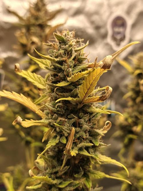 Big Bud Auto (Herbies seeds) Indoor. Week 9