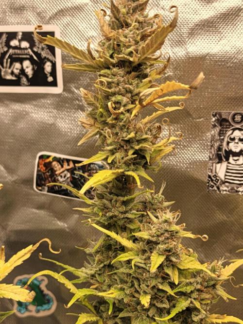Big Bud Auto (Herbies seeds) Indoor. Week 9