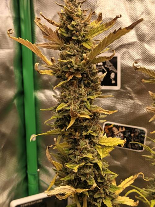 Big Bud Auto (Herbies seeds) Indoor. Week 9