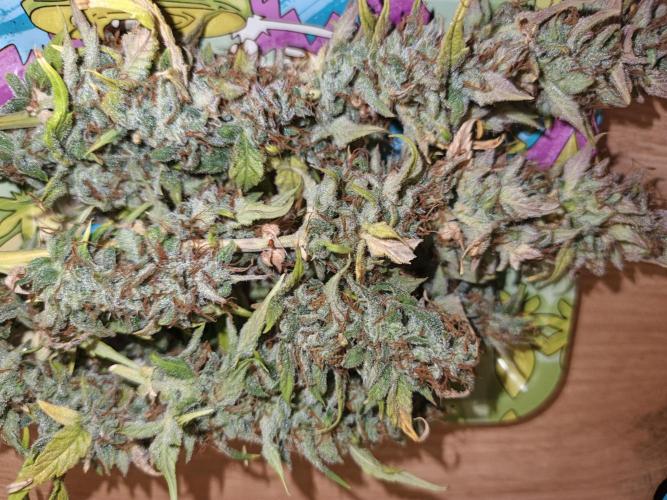 Big Bud Auto (Herbies seeds) Indoor. Week 10