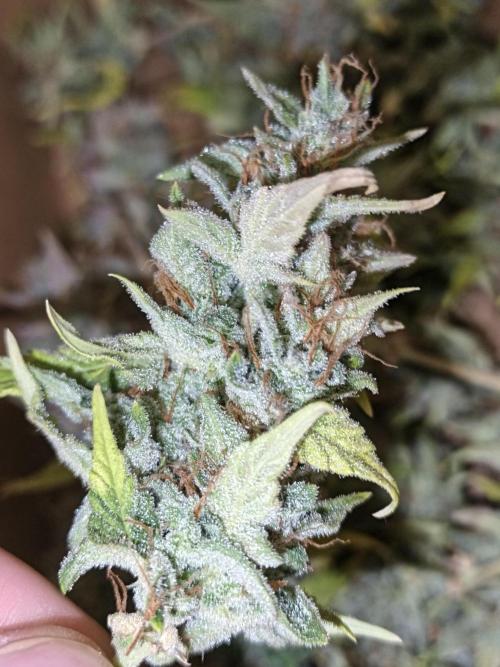 Big Bud Auto (Herbies seeds) Indoor. Week 10