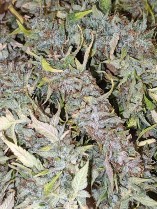 Big Bud Auto (Herbies seeds) Indoor. Week 10