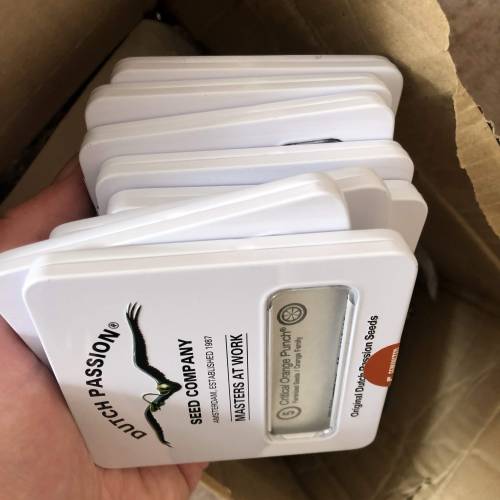 Testbuds  | Dutch Passion 1. Week 1