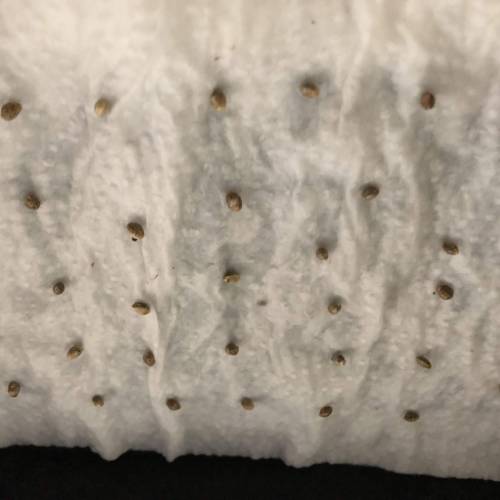 Testbuds  | Dutch Passion 1. Week 1