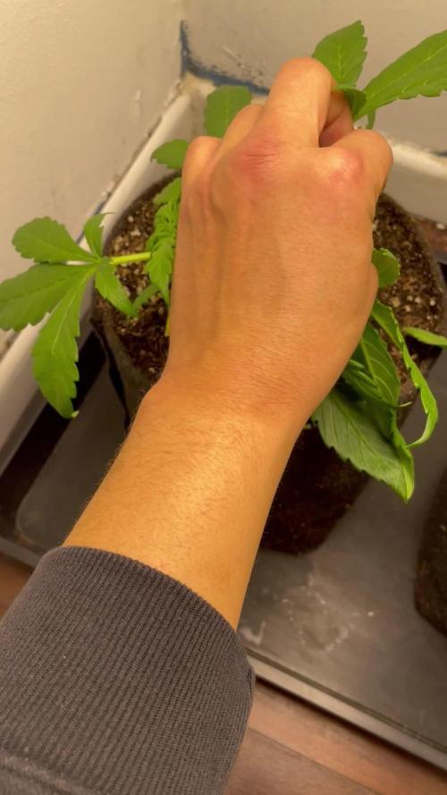 Quickone and PurplePunch auto.