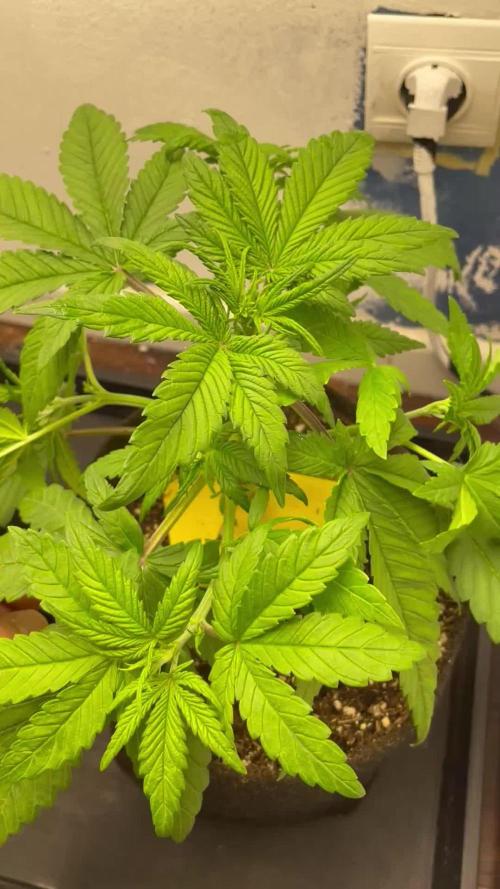 Quickone and PurplePunch auto.