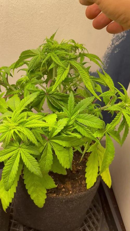 Quickone and PurplePunch auto.