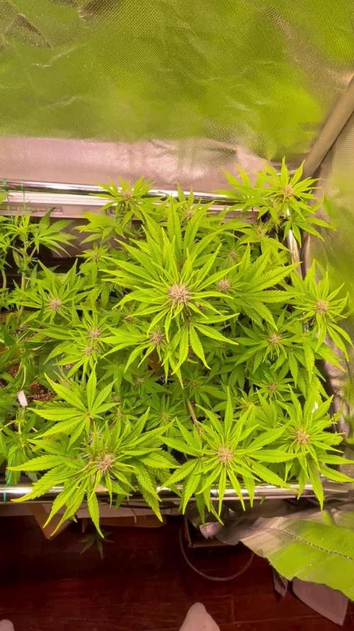 Quickone and PurplePunch auto.