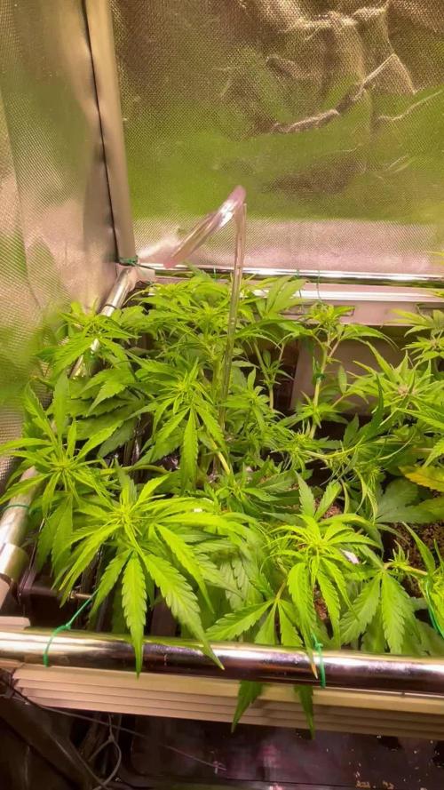 Quickone and PurplePunch auto.