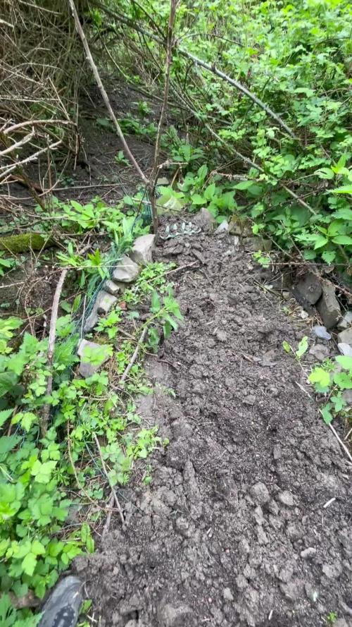 Northern light Guerilla grow outdoor