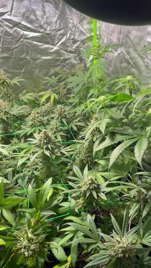 Sour diesel / Purple Queen