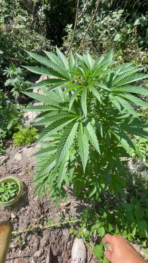 Northern light Guerilla grow outdoor