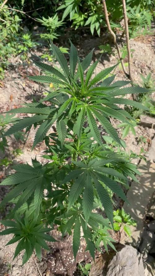 Gorilla Cookie FF Outdoor
