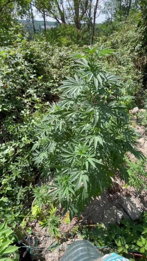 Northern light Guerilla grow outdoor
