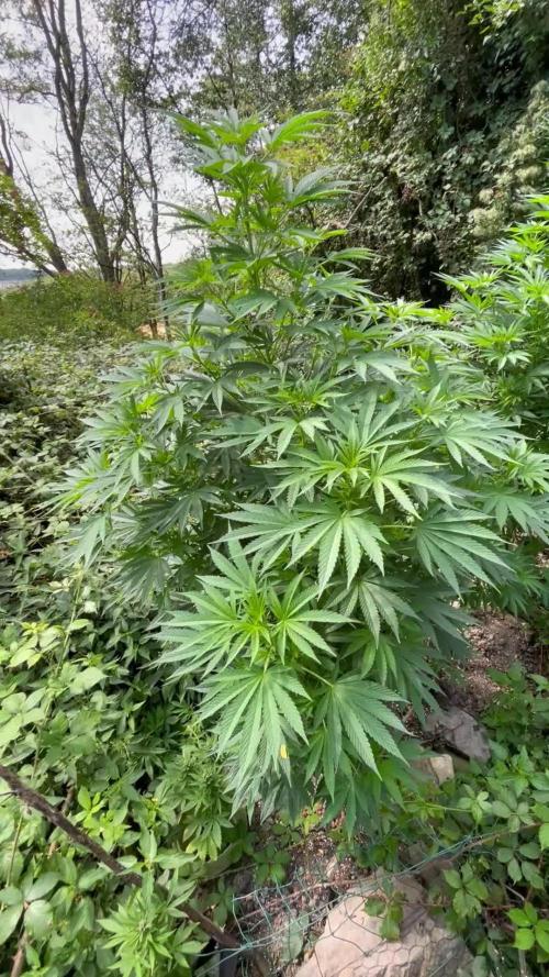 Northern light Guerilla grow outdoor