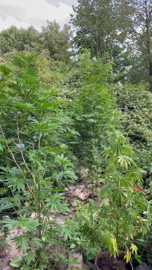 Northern light Guerilla grow outdoor