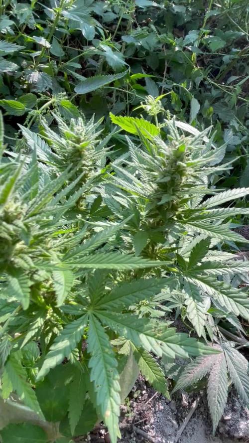 Outdoor Apple Strudel auto