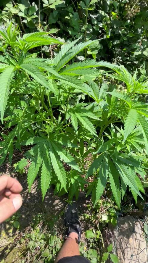 Gorilla cookies FF  Outdoor late start