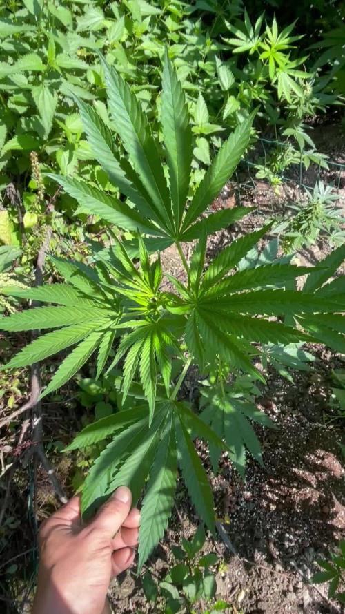 Gorilla Cookie FF Outdoor