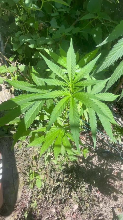 Gorilla cookies FF  Outdoor late start