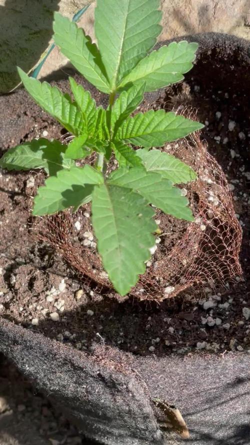 Purple Queen outdoor