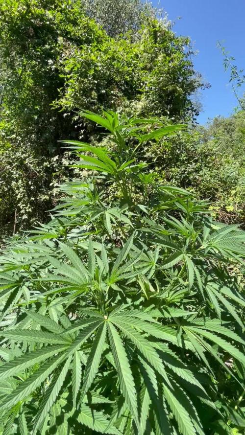 Northern light Guerilla grow outdoor