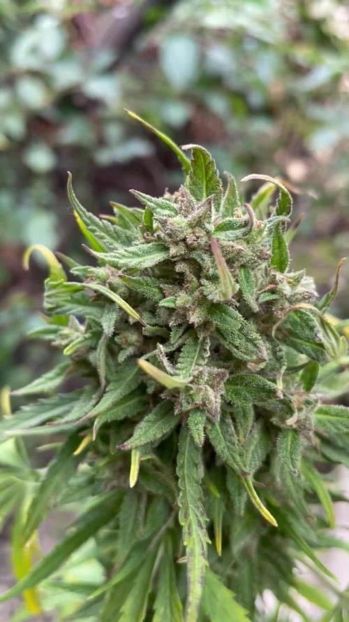 Outdoor Gorilla Cookies auto.