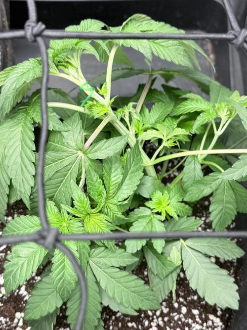Wizard Trees Voodoo (Topping+LST vs LST). Week 5