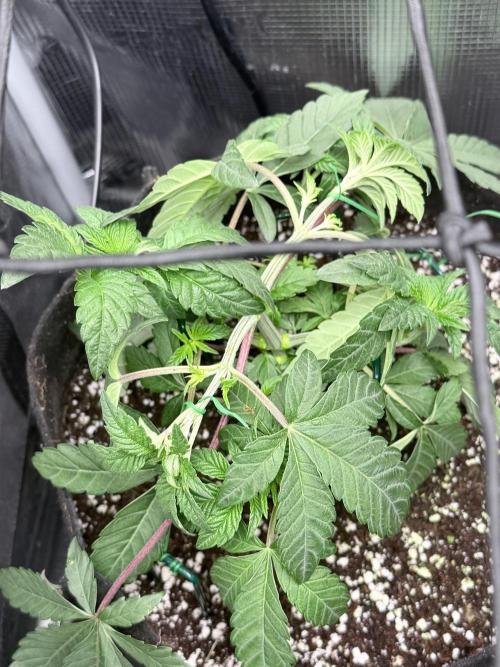 Wizard Trees Voodoo (Topping+LST vs LST). Week 5