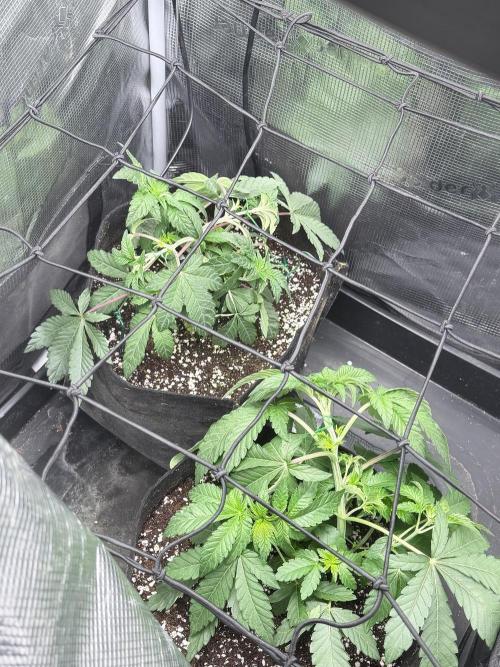 Wizard Trees Voodoo (Topping+LST vs LST). Week 5