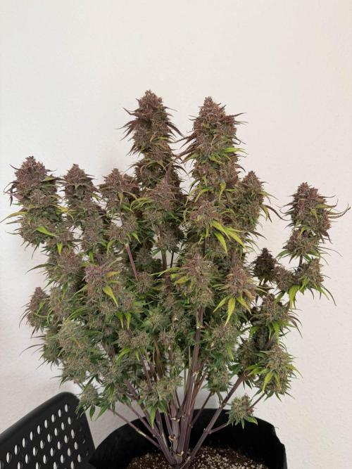 Banana Purple Punch from FastBuds. Week 10