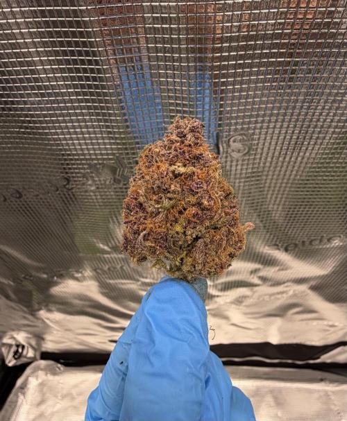 Banana Purple Punch from FastBuds. Week 10