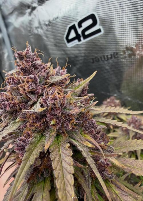 Banana Purple Punch from FastBuds. Week 10