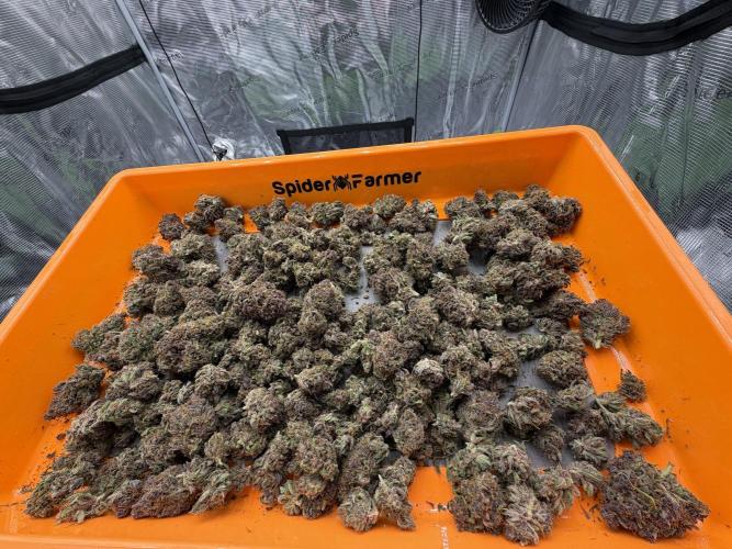 Banana Purple Punch from FastBuds. Week 10