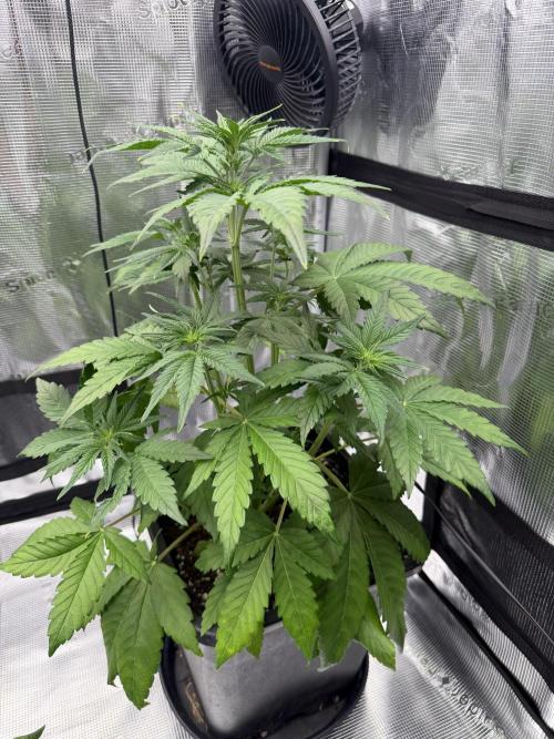 3x FastBuds. Week 3
